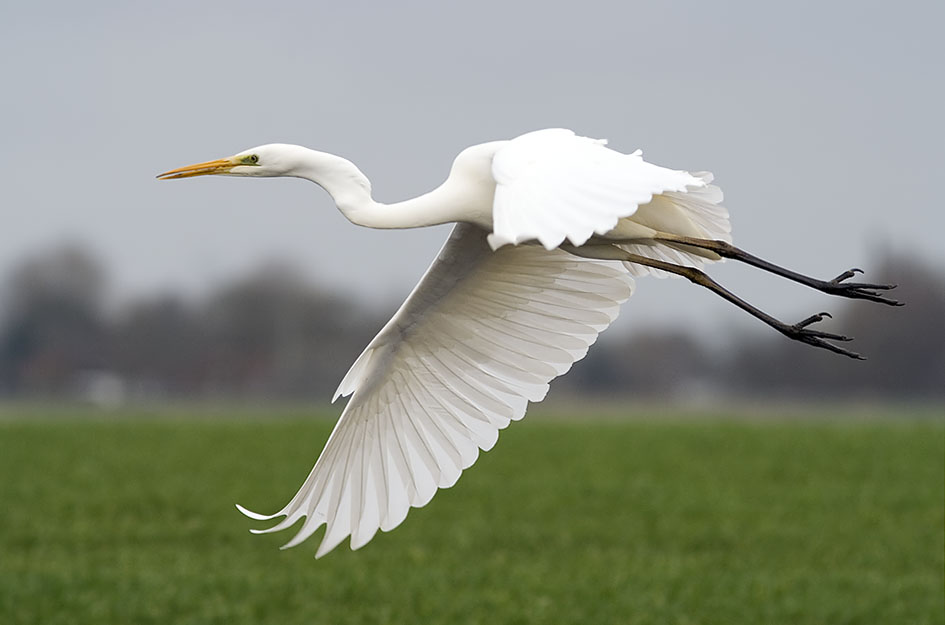 Grotezilverreiger130207A